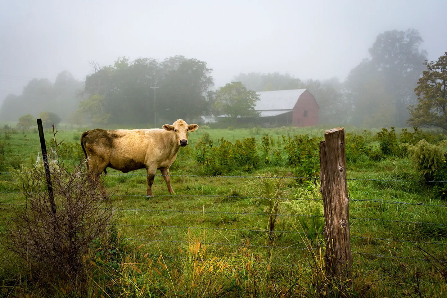 Cow 1