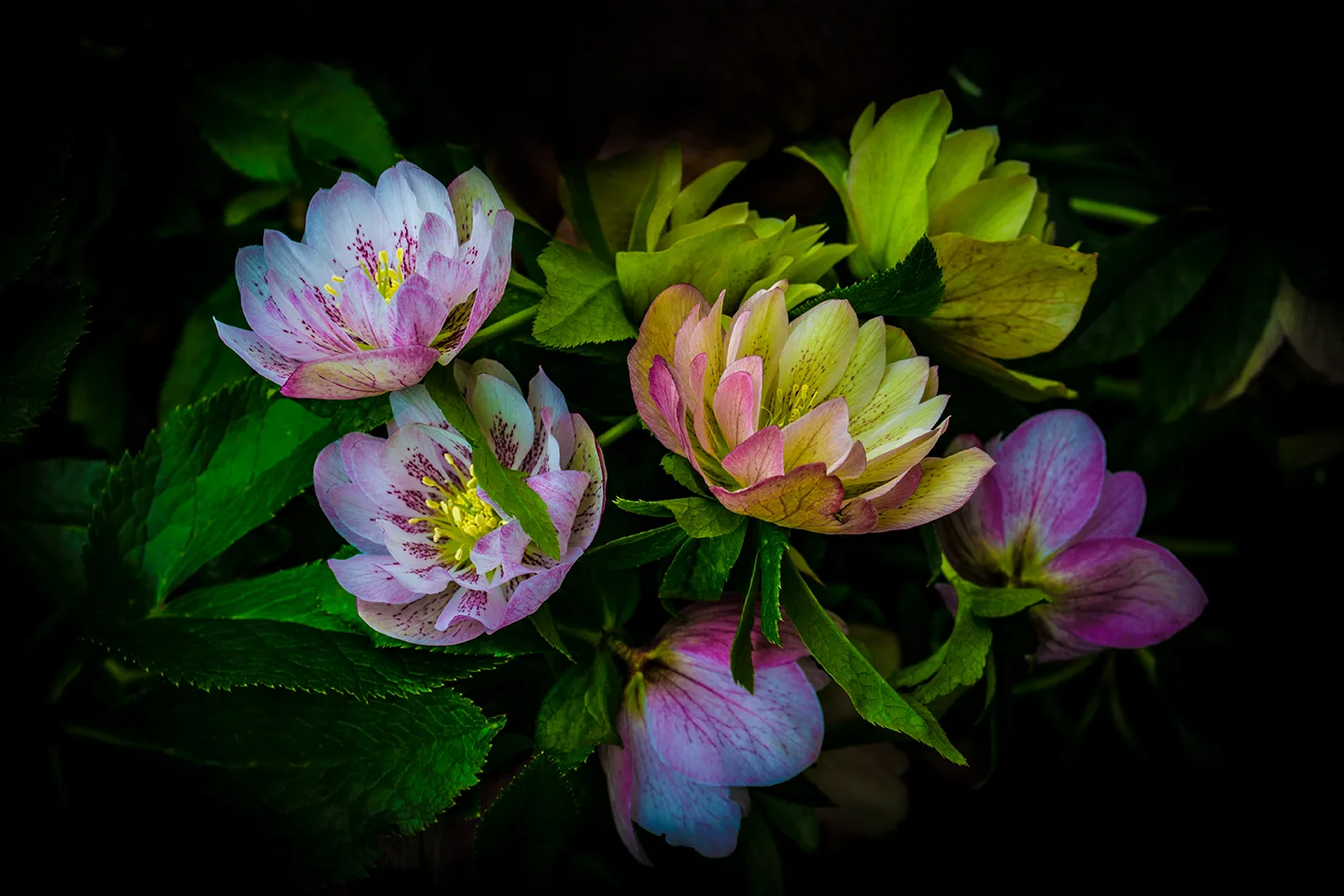 Lentin Rose