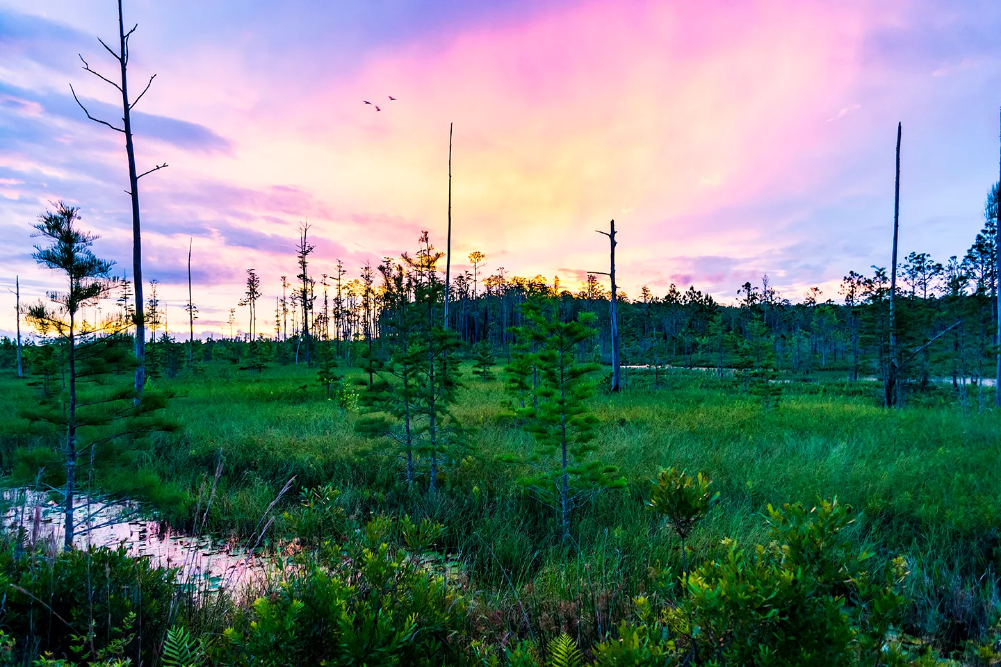 Flswamp 1