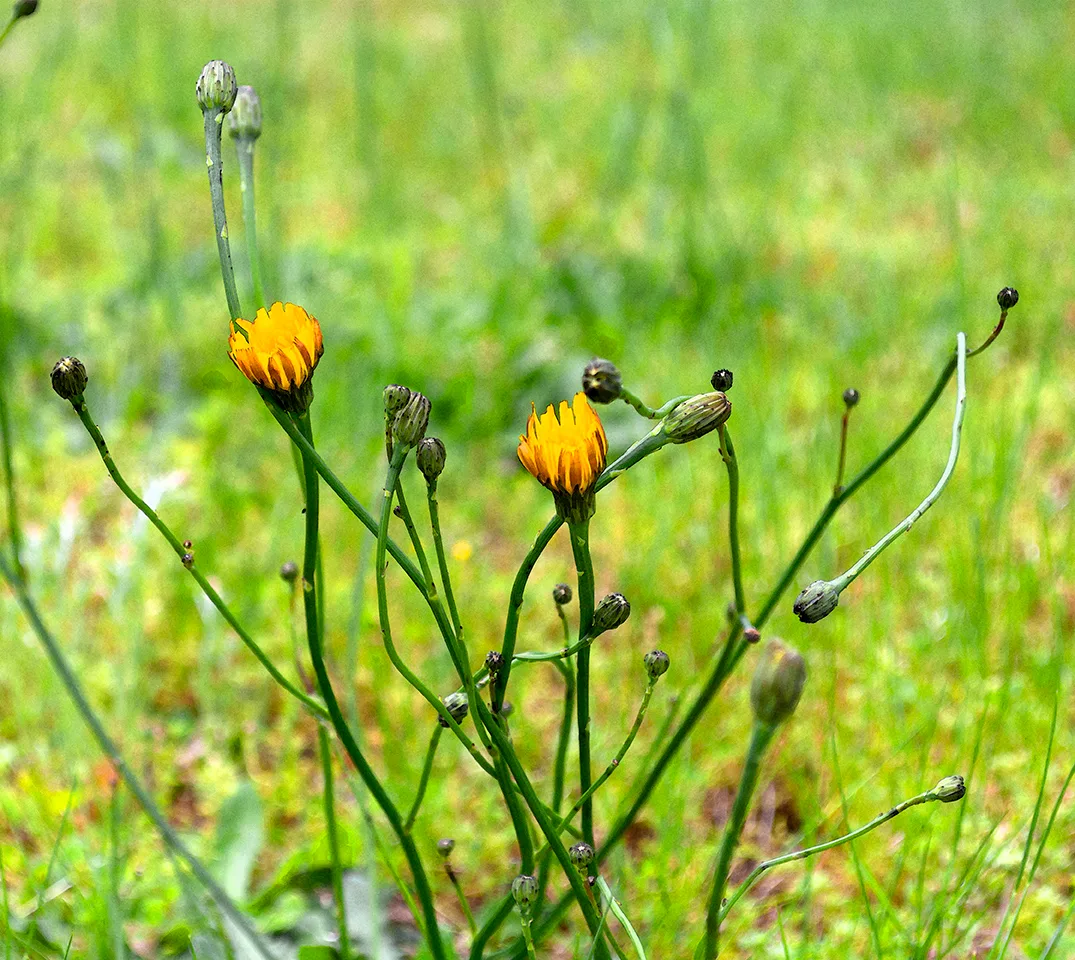 Dandelion 2