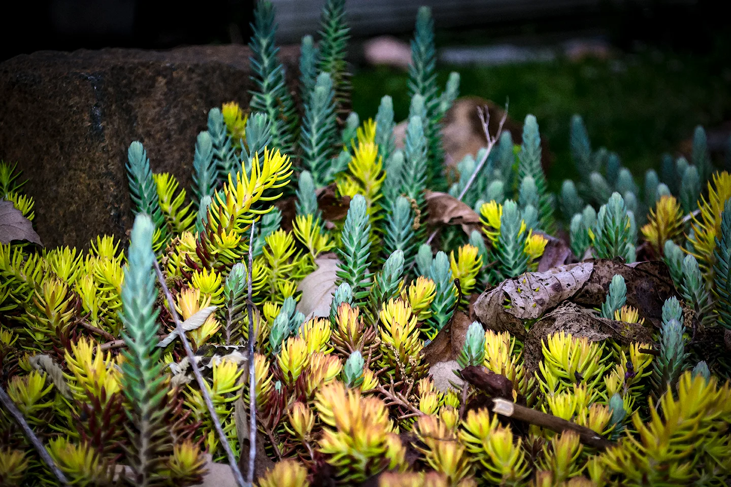 Iceplant 2
