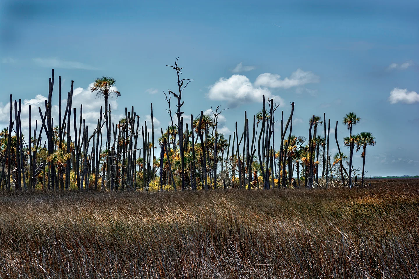 Cedarkey 6