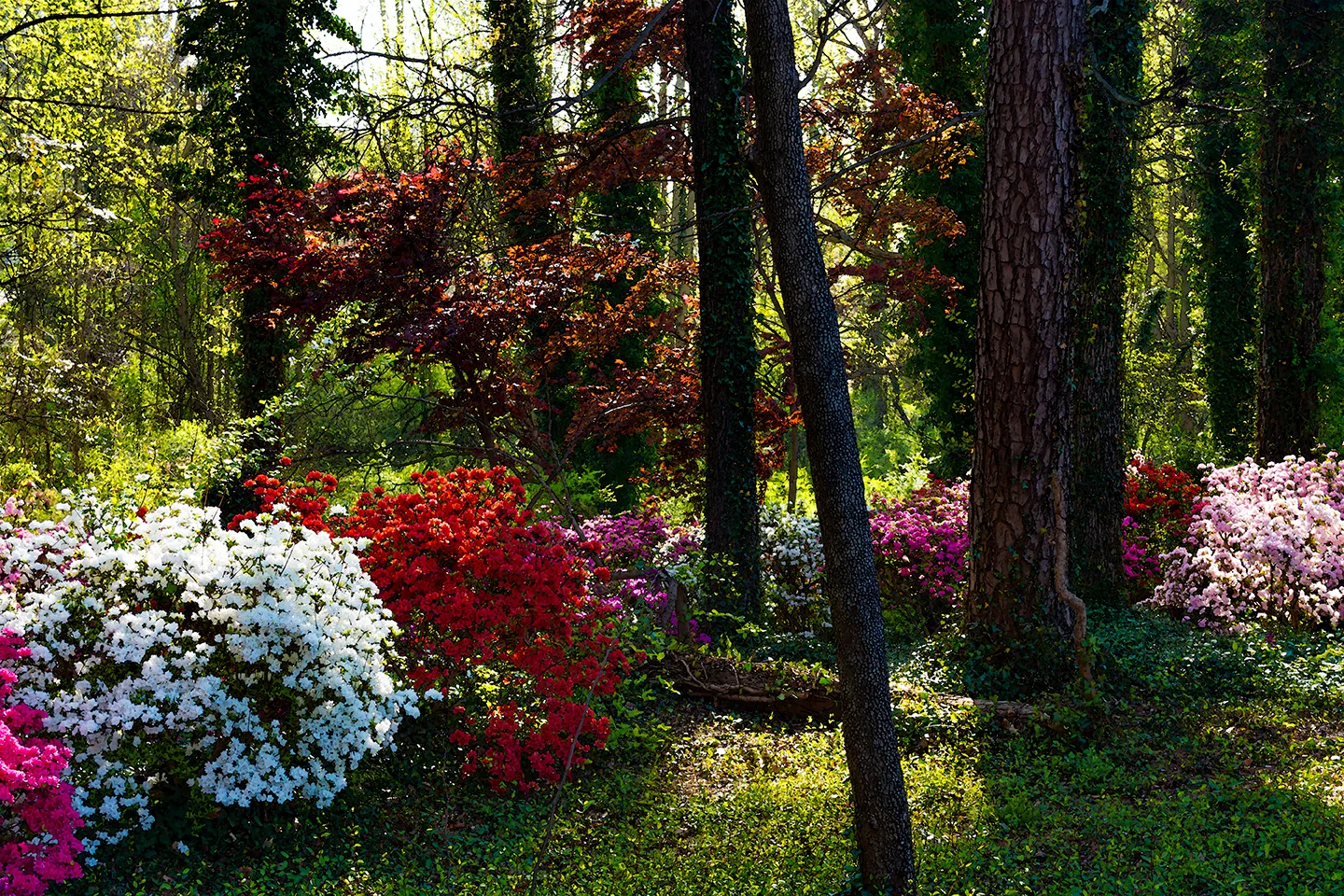 Azaleas 2
