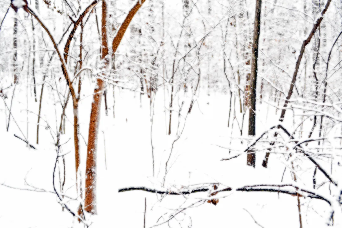 Yard Snow 11