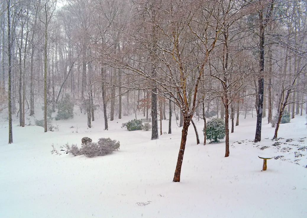 Backyard 3