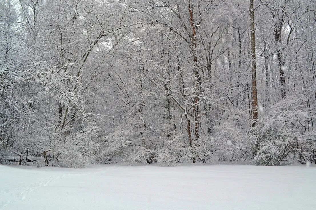 Backyard 12 A