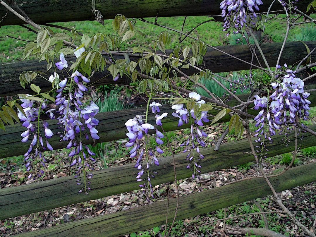Wysteria watercolor