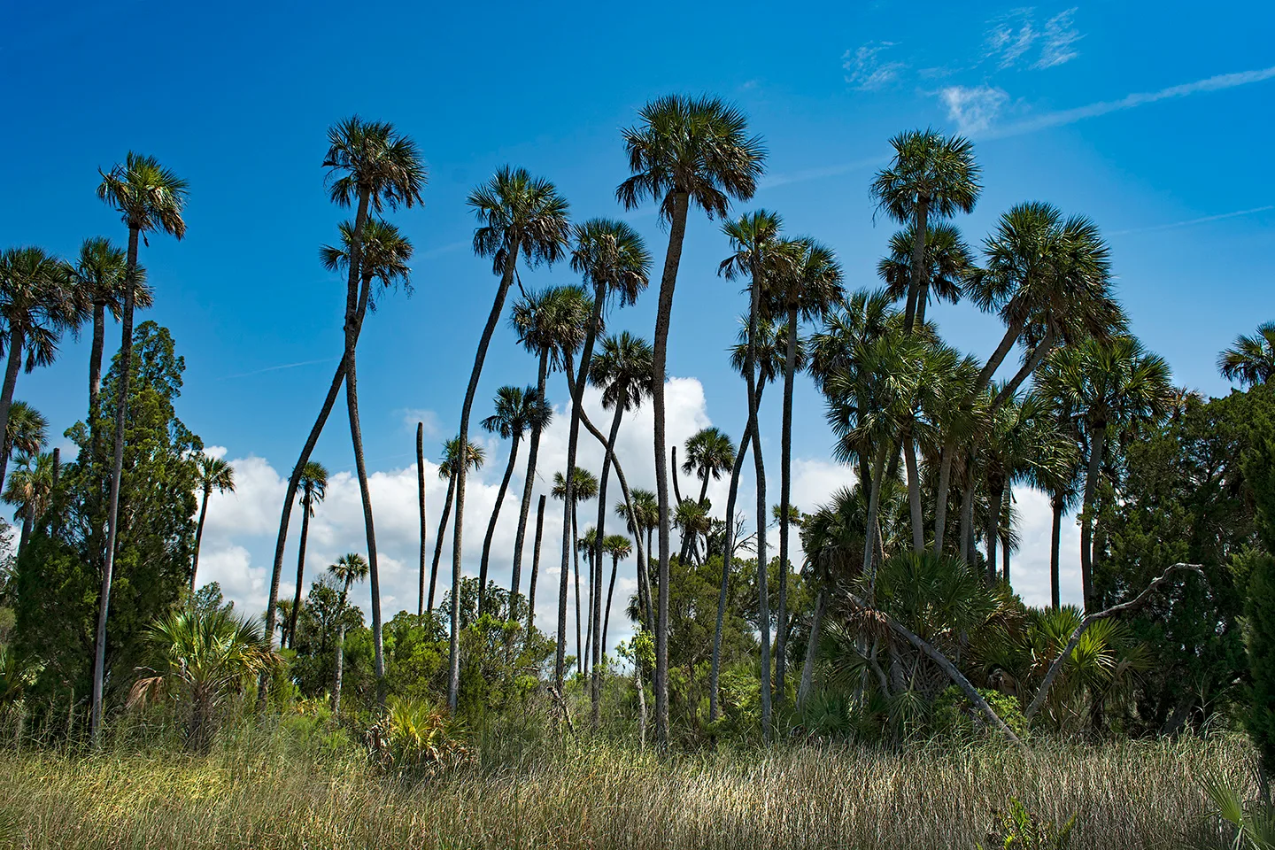Cedarkey 7
