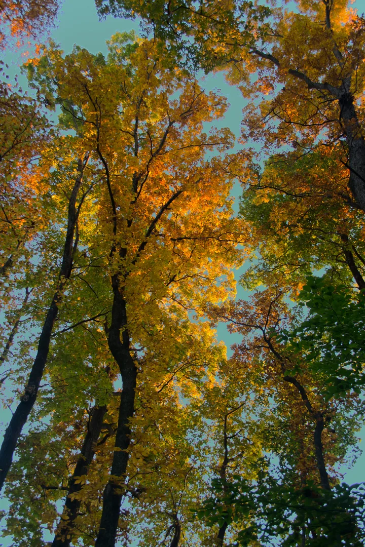 Sunset Trees 3