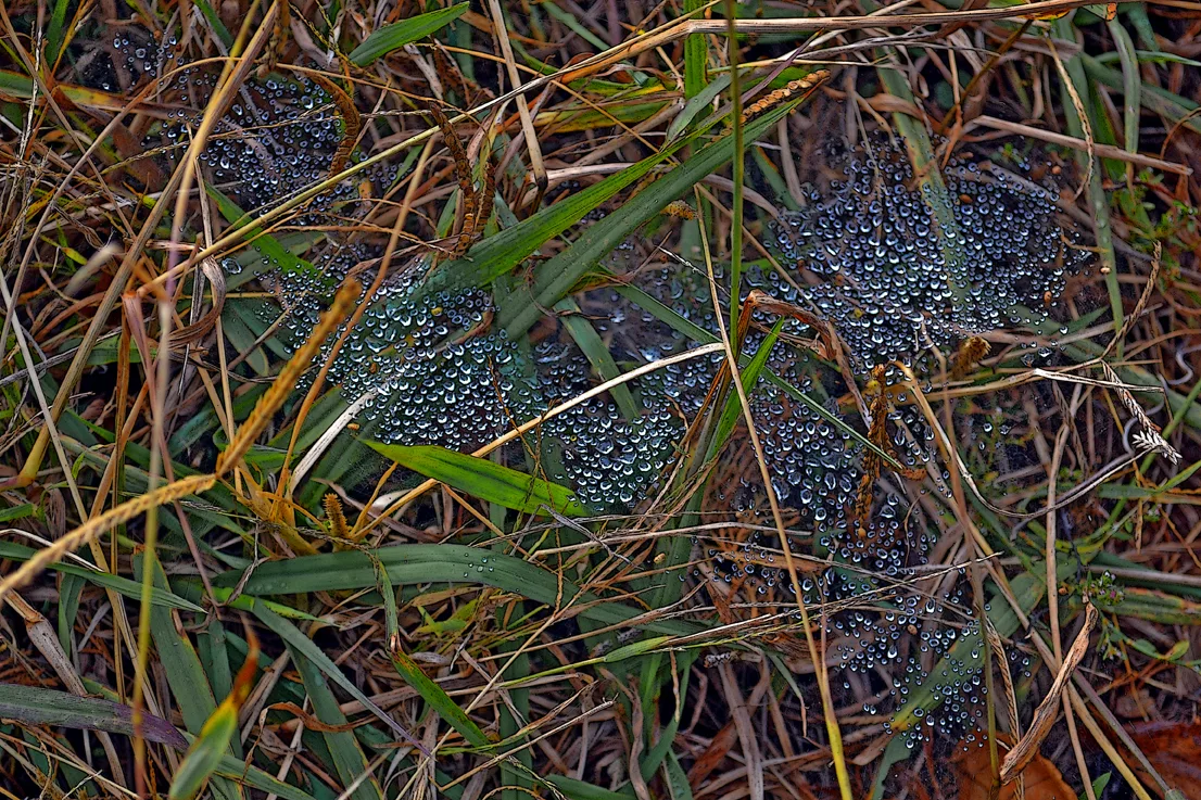 Waterdrops