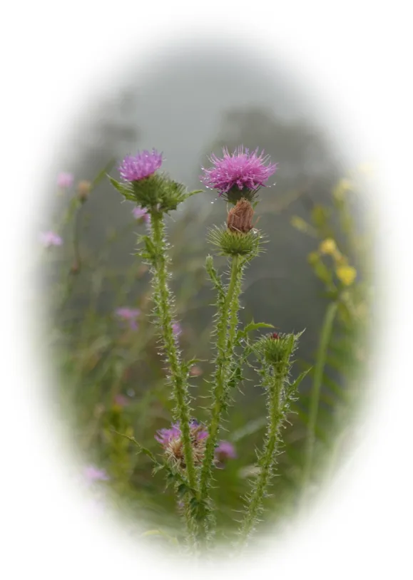 Purple Round