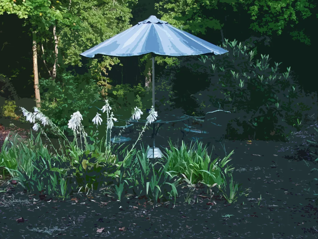 Umbrella