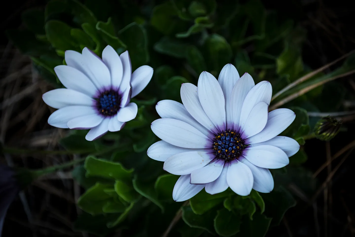 Whiteflower 1