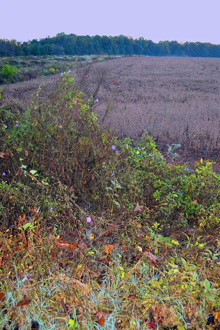 Field