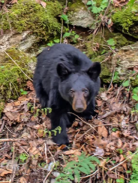 Cubatcadescove 2
