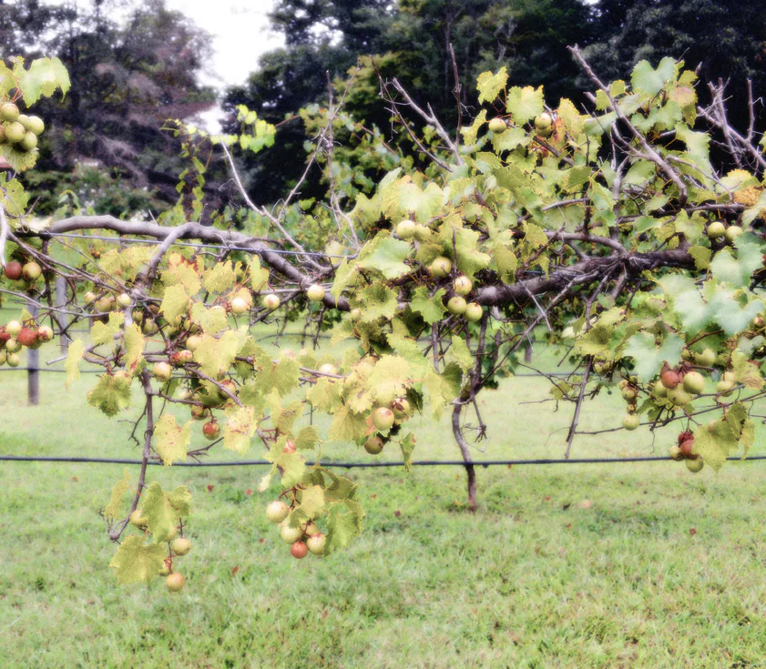 Grapes 6