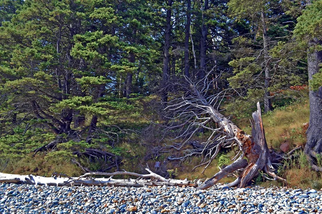 Acadia Shore 9