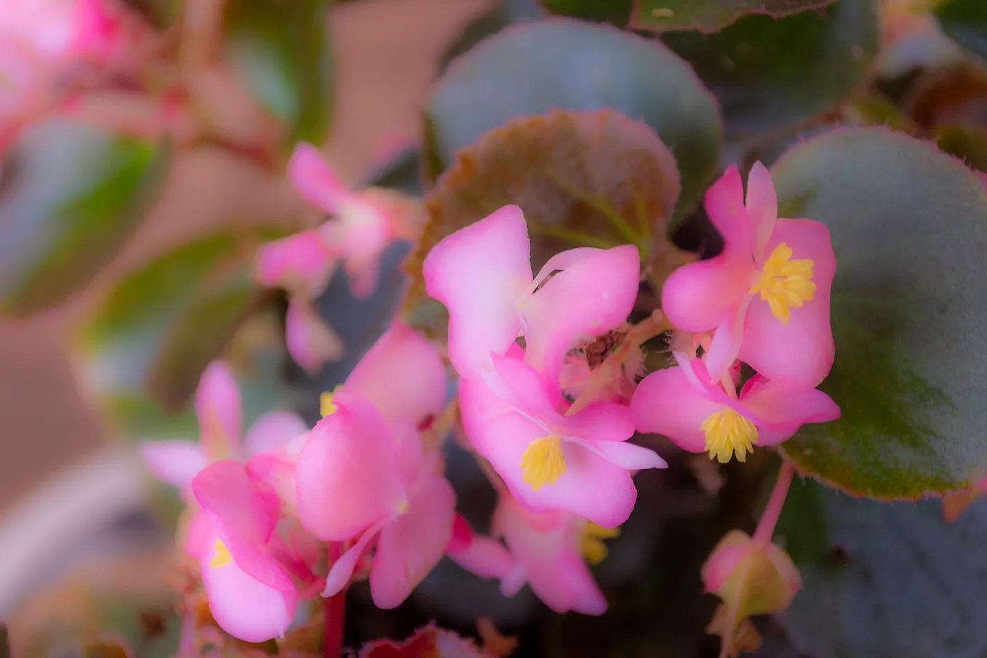 Begonia 1