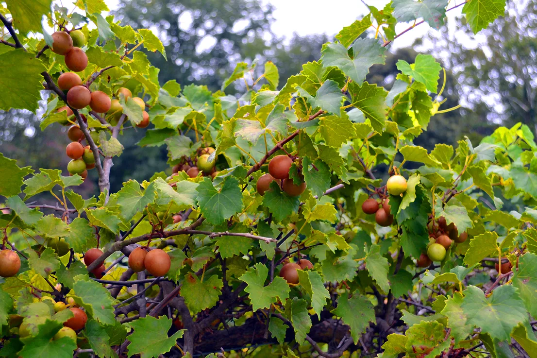 Grapes 4