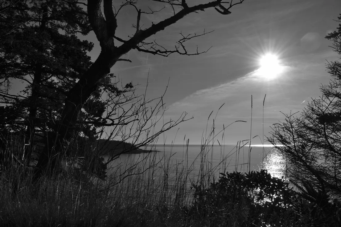 Acadia Grass 2