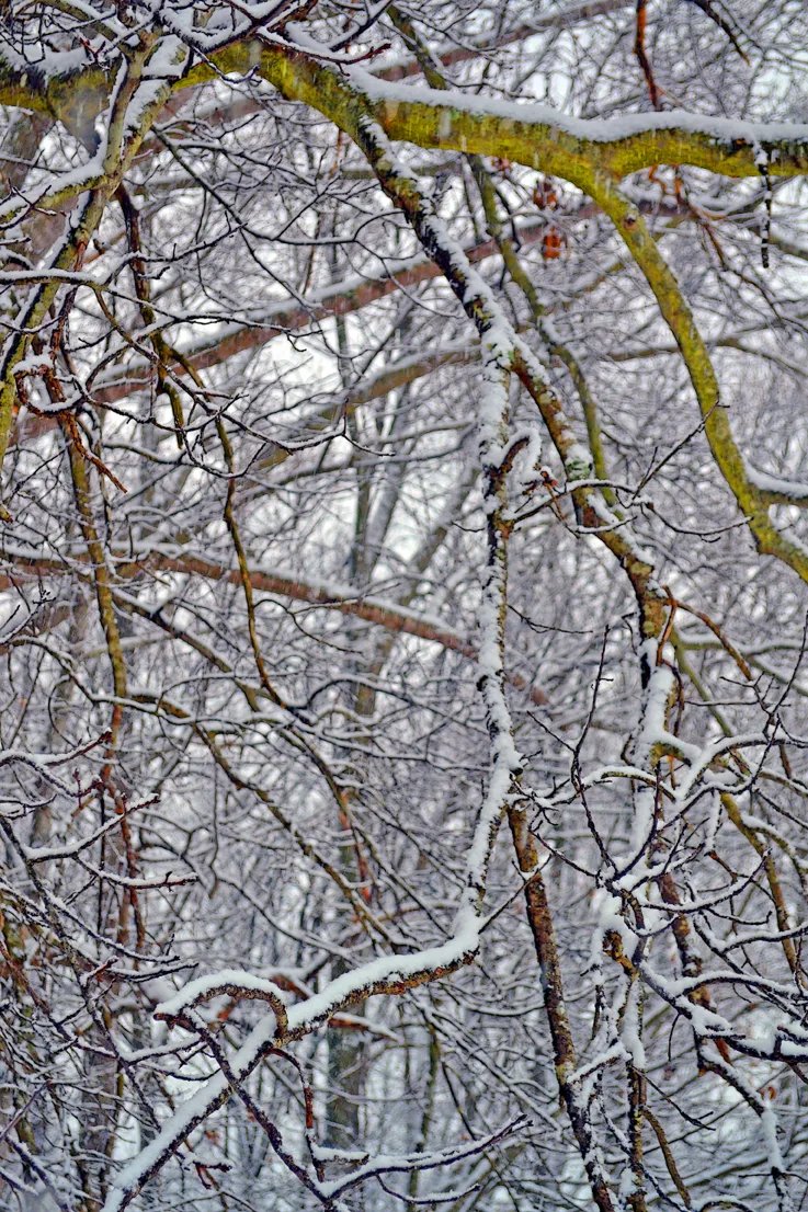 Yard Snow 23