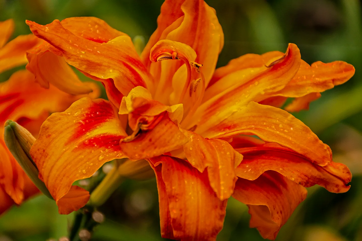 Tripledayliliy 2