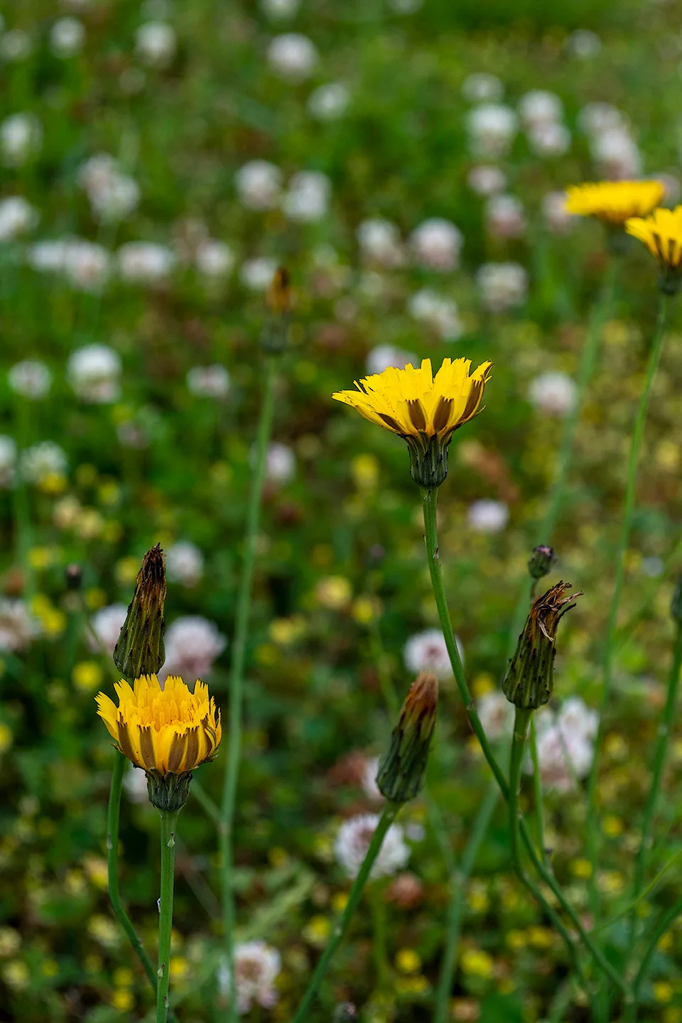 Dandelion 1