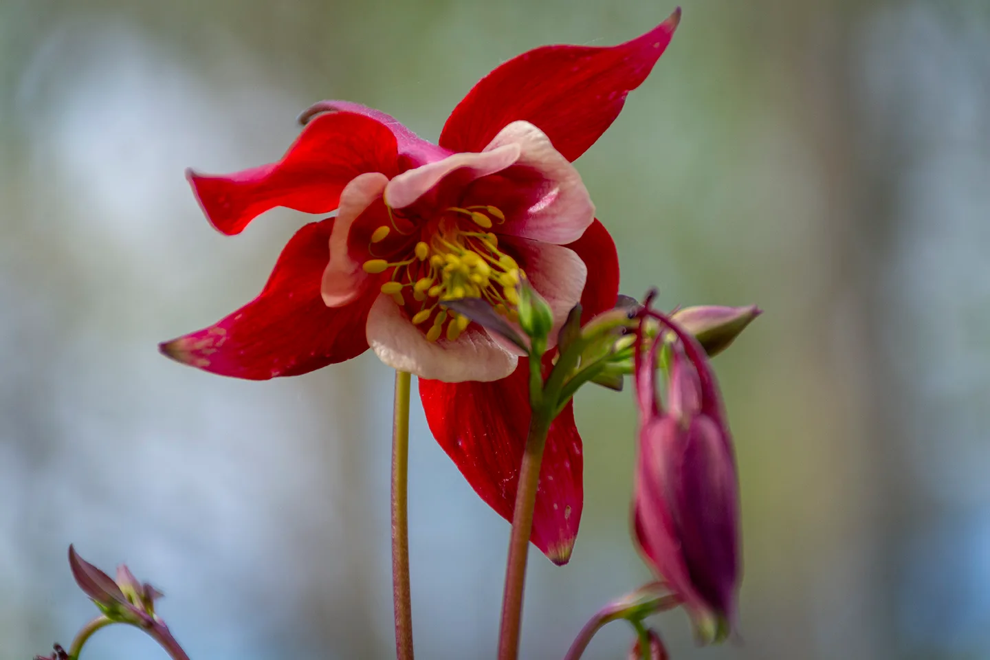 Flower 1