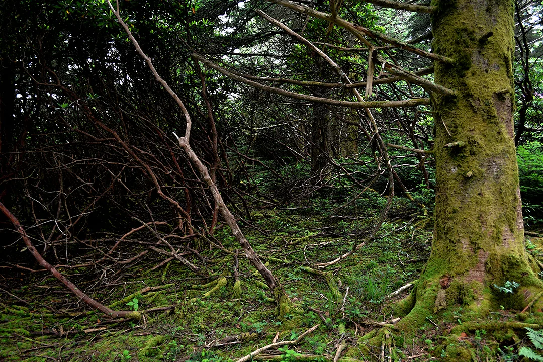 Roantrail 2