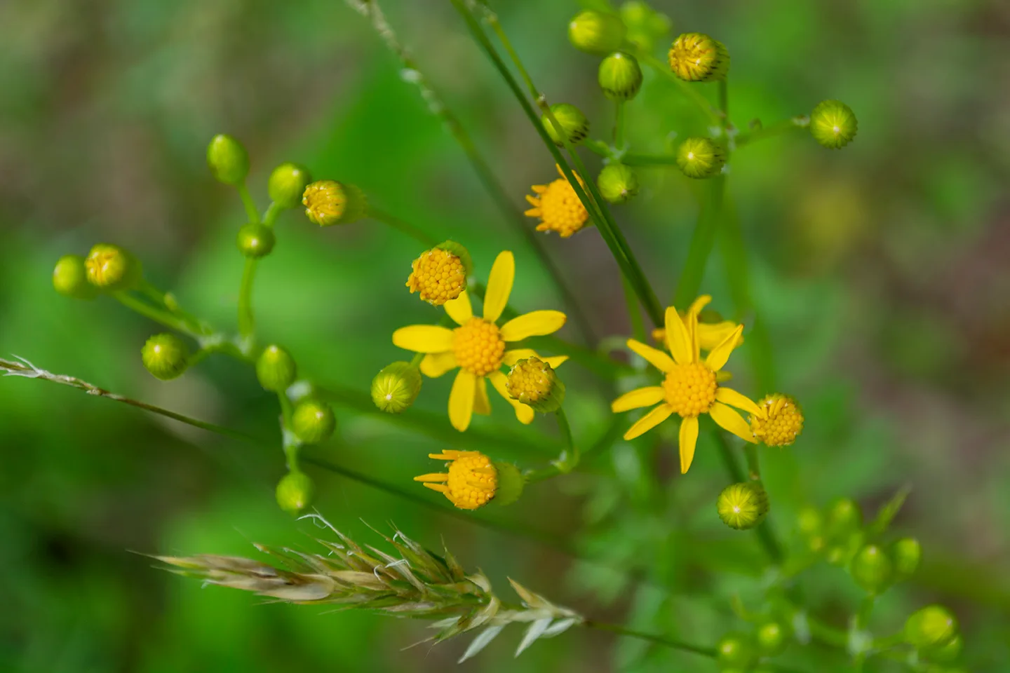 Yellowdaisy 2