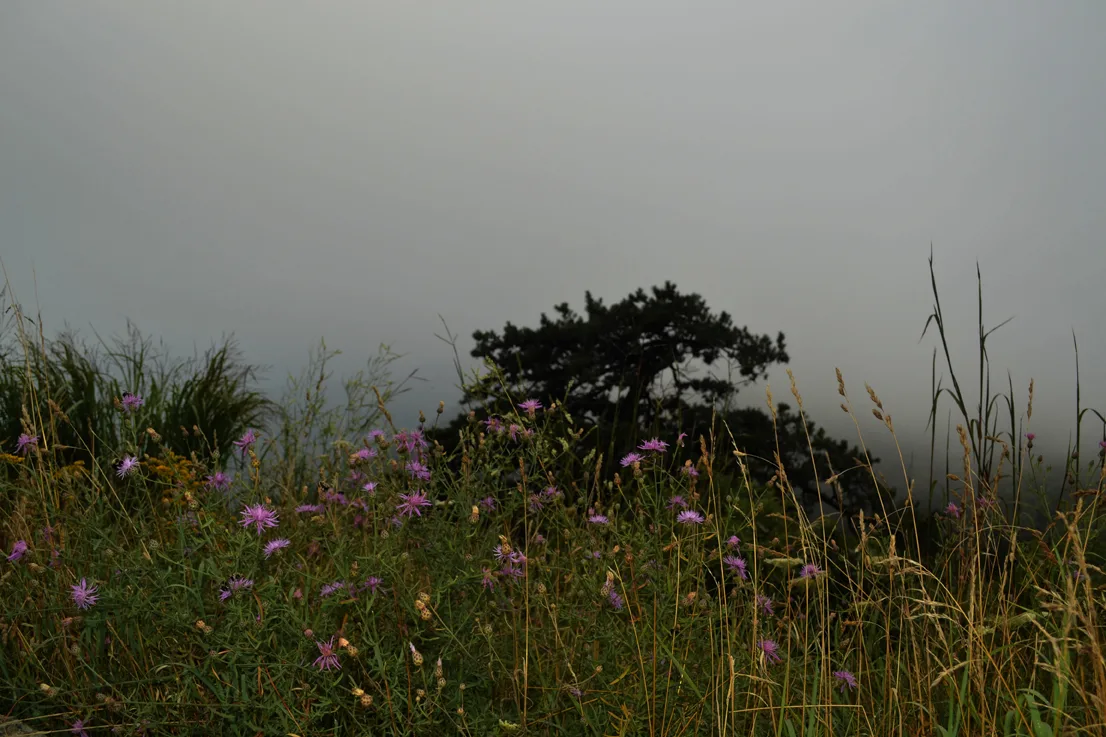 Wildflowers 2