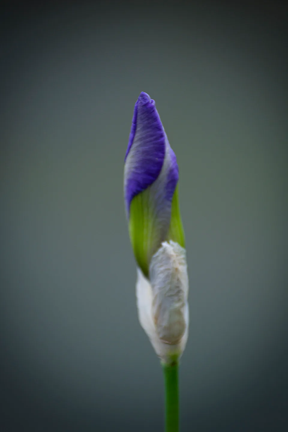 Iris 1
