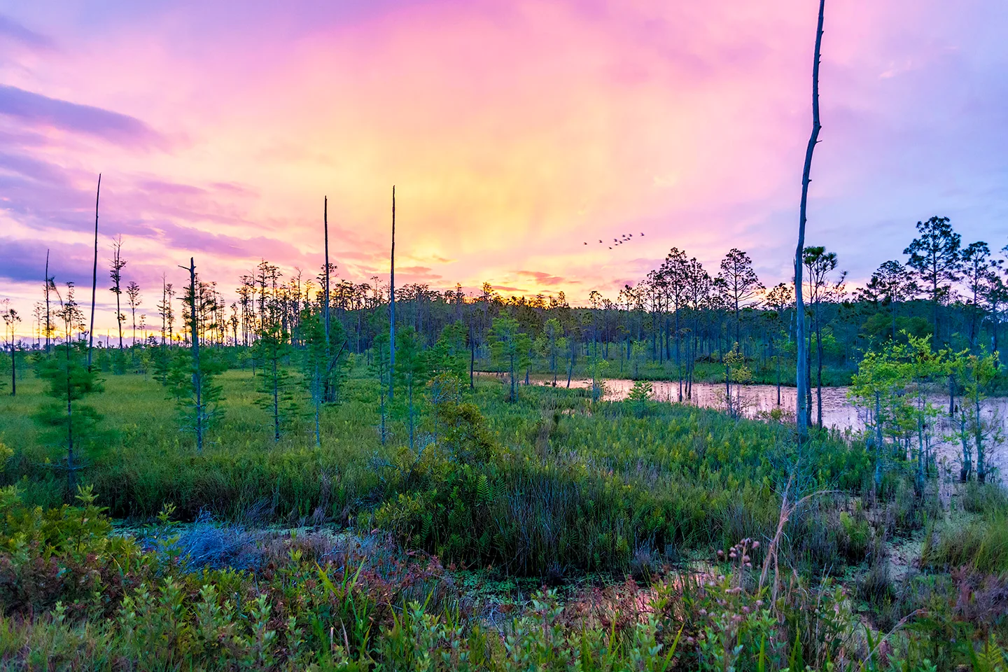 Flswamp 2