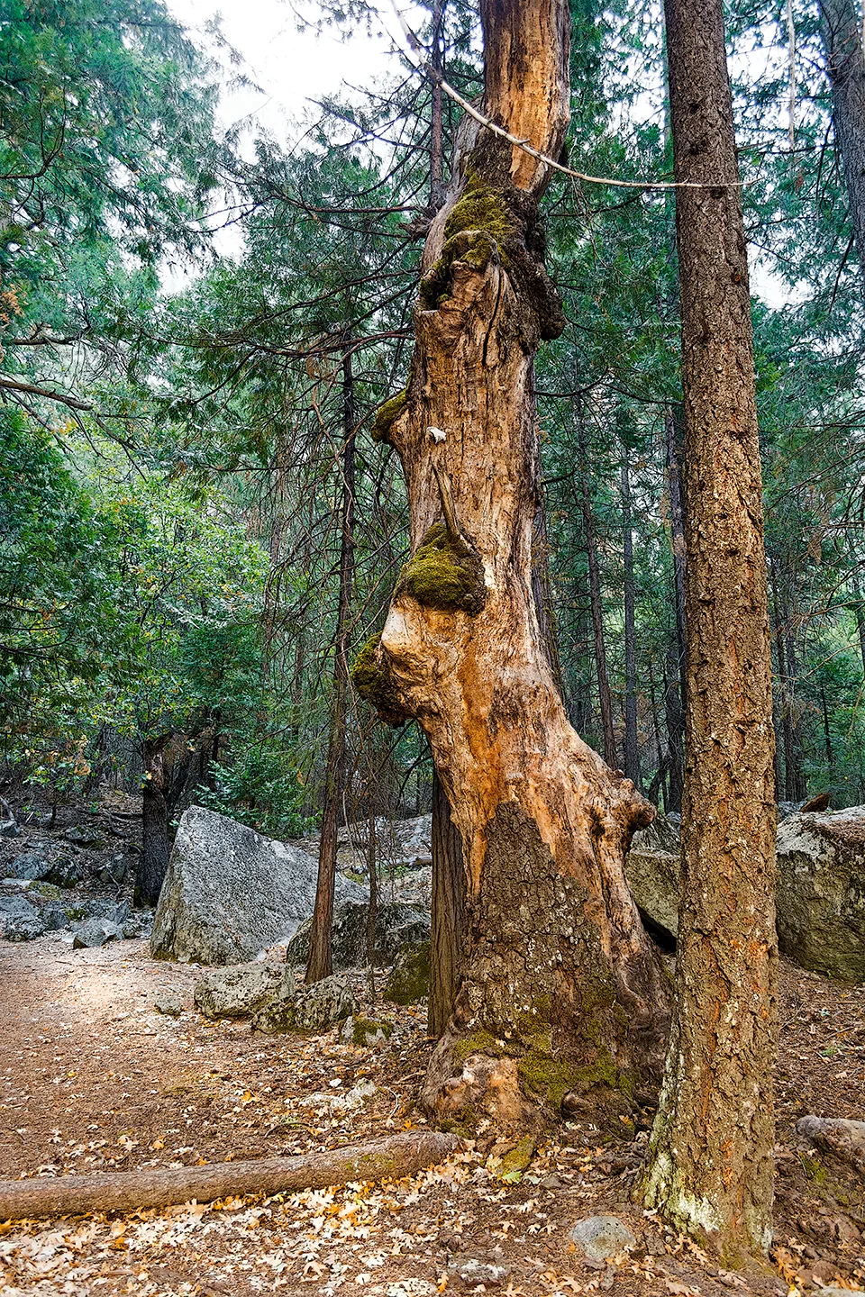 Yosemite 61