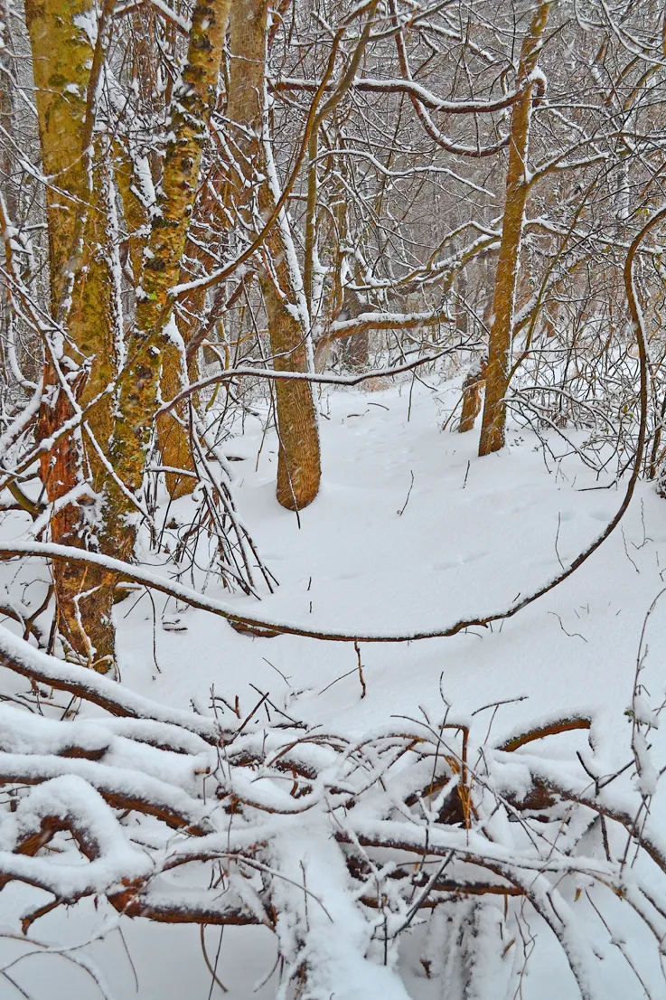 Backyard 5