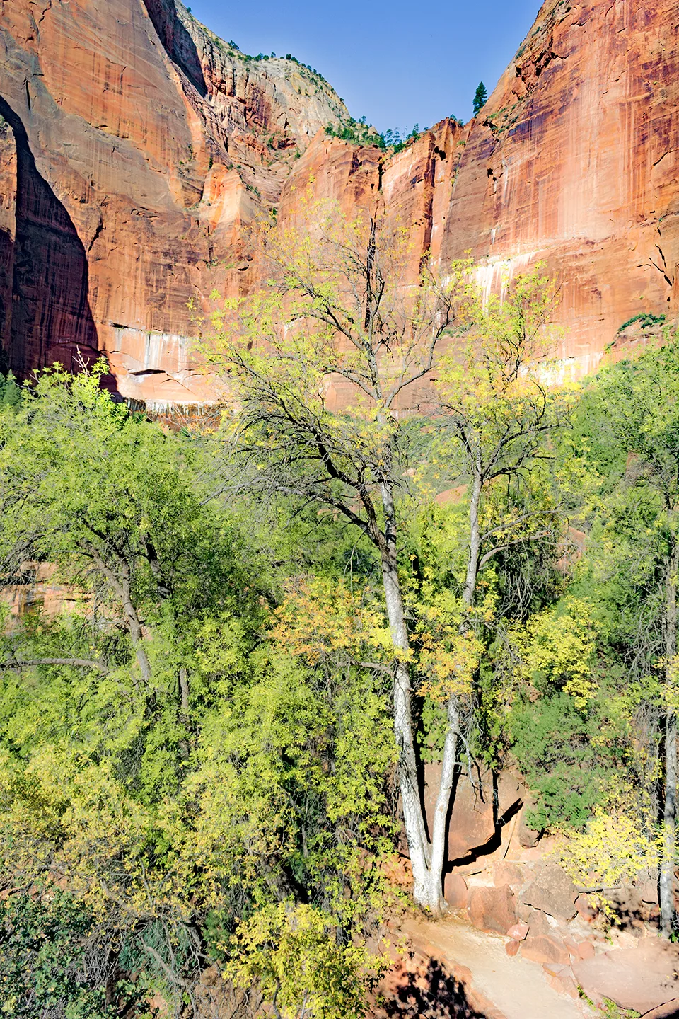 Zion 16