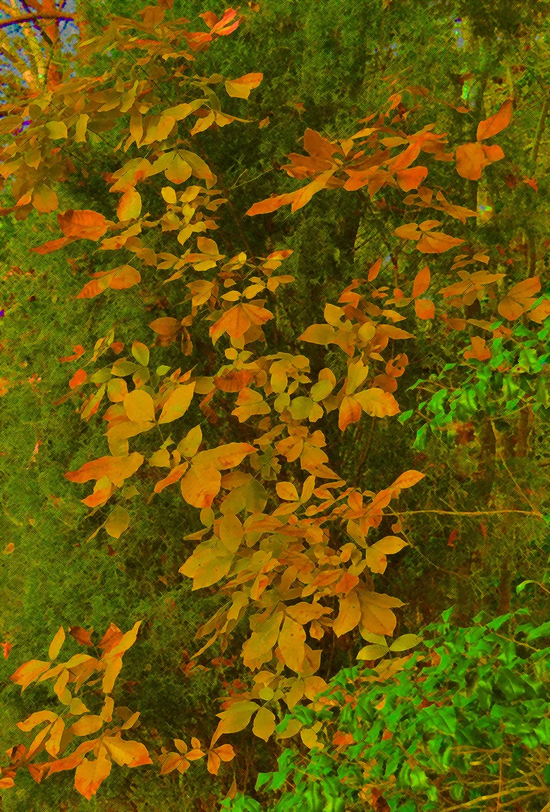 Leaves