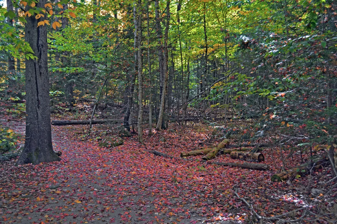 Fall Color 2