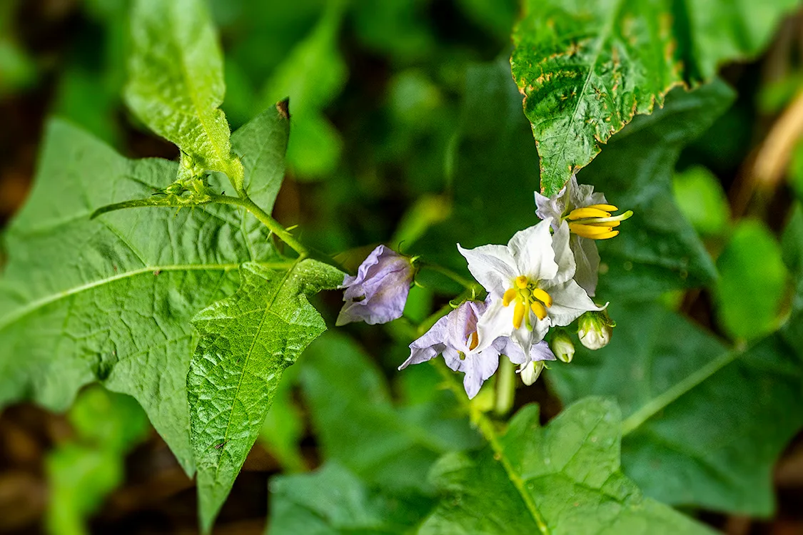 Weedflower 1