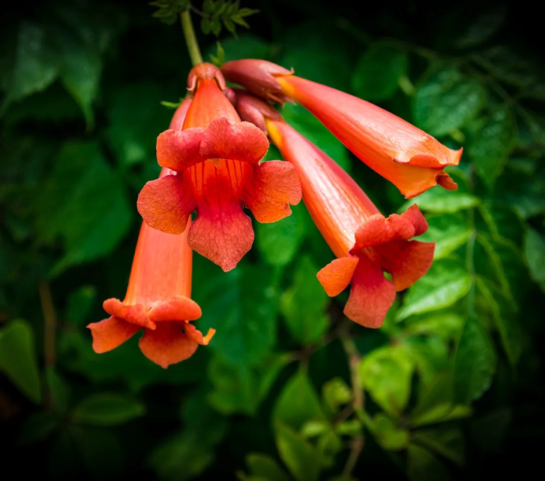 Trumpetplant