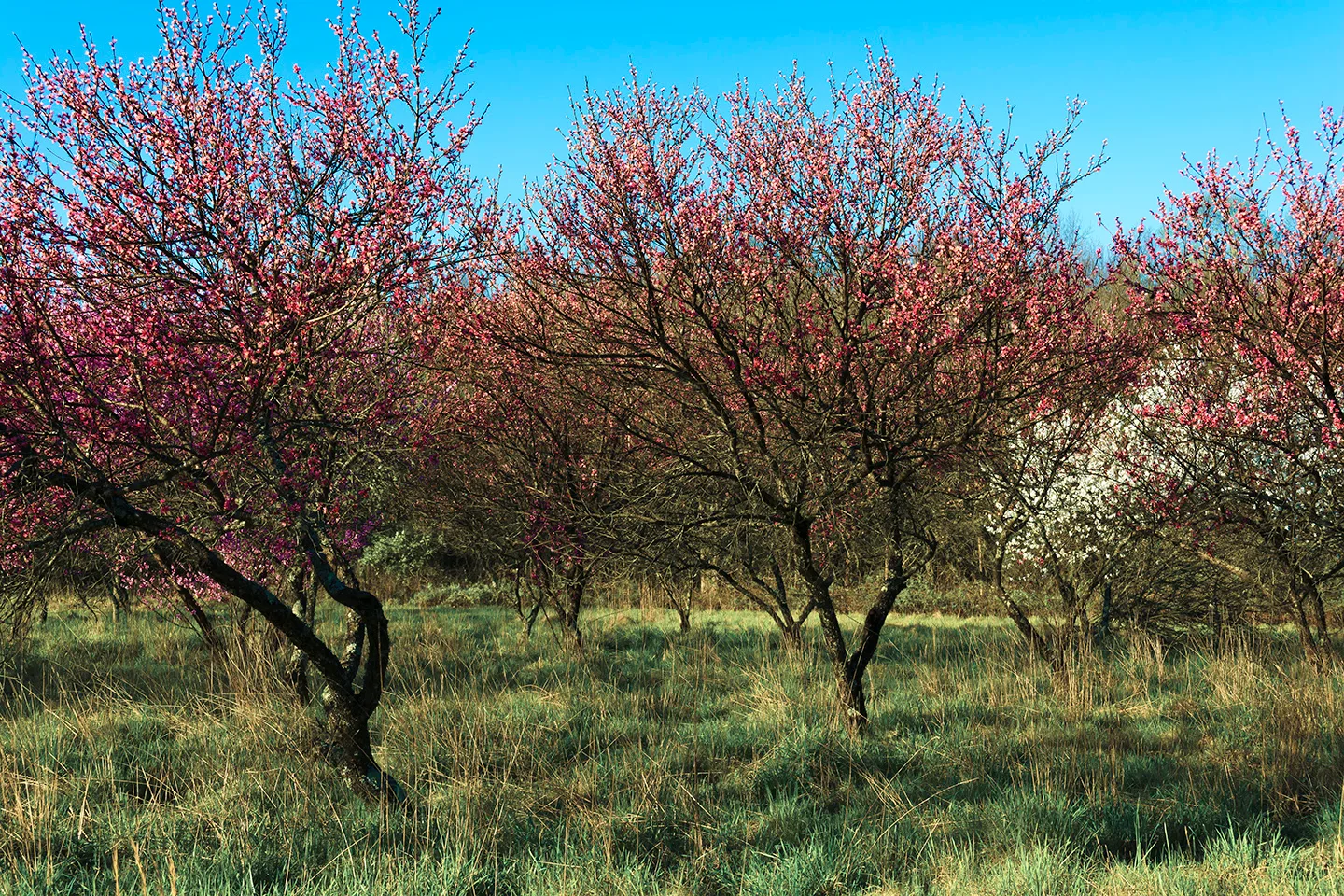 Bloomingtrees 2