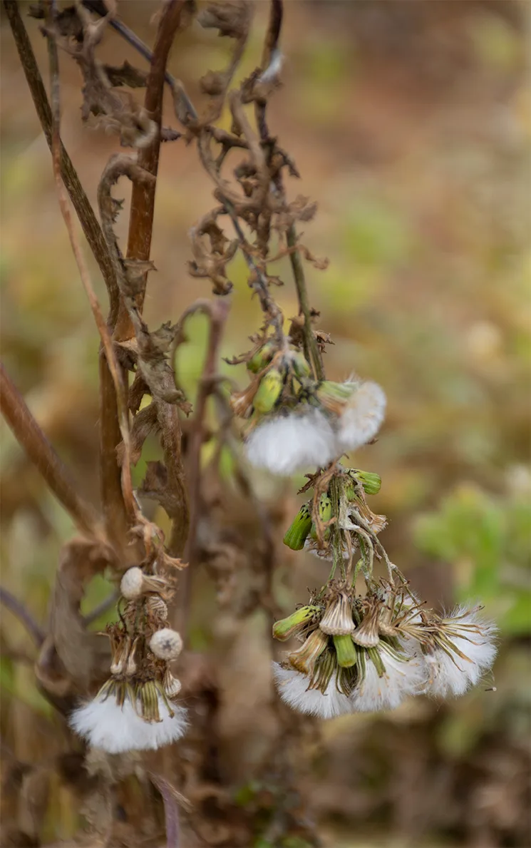 Driedflower 1