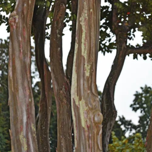 BRP Tree Trunks