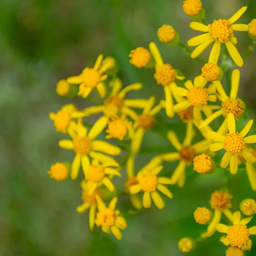 Yellowdaisy 3