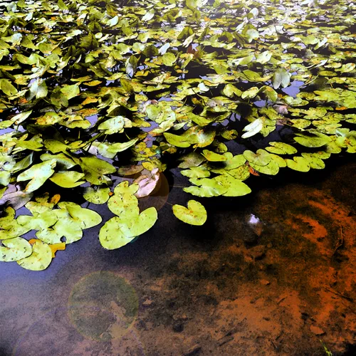 Lily Pad Scl 4