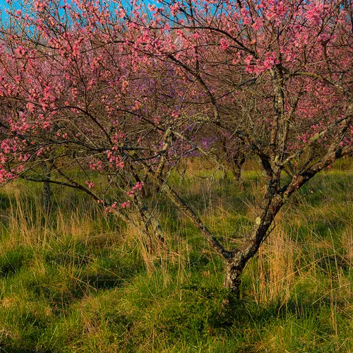 Bloomingtrees 3