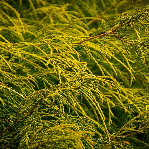 Yellowfir 1