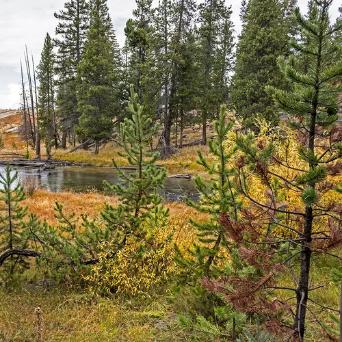 Yellowstone 6
