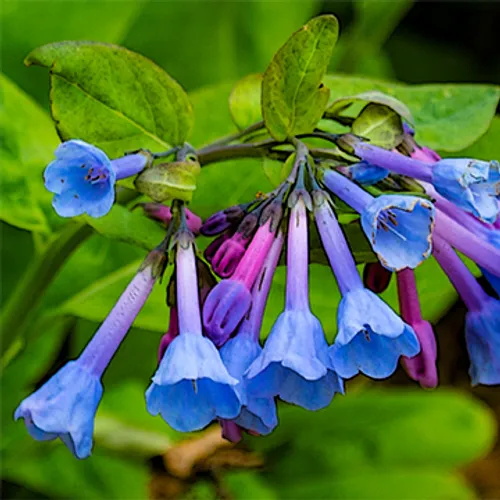 Bluebells
