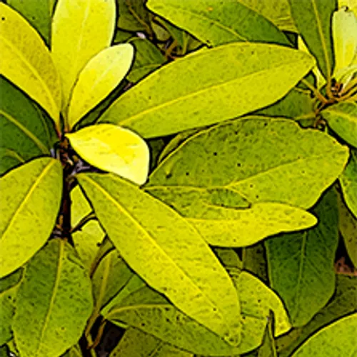 1 Yellowplant 2